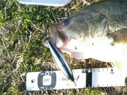 バス釣り　ゴーマル