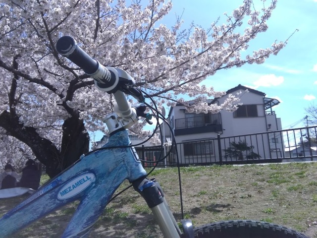 高槻市　芥川桜堤公園