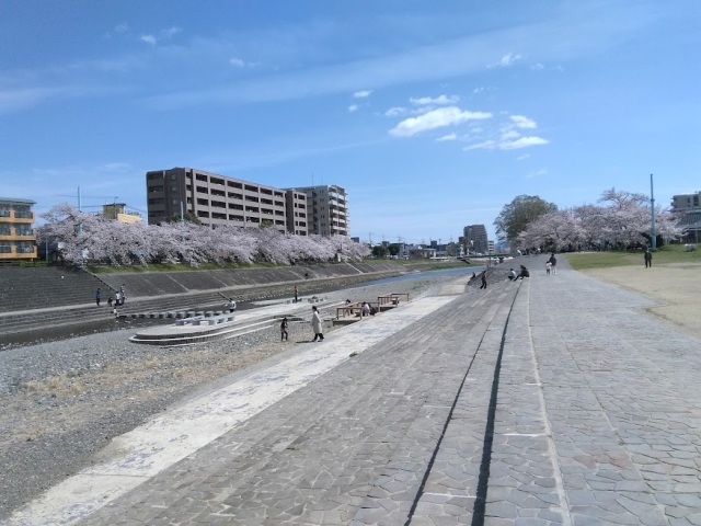 高槻市　芥川桜堤公園