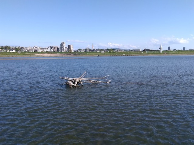淀川 バス釣り